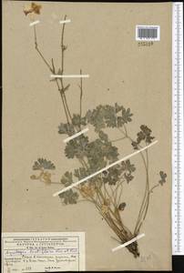 Aquilegia lactiflora Kar. & Kir., Middle Asia, Western Tian Shan & Karatau (M3) (Kyrgyzstan)