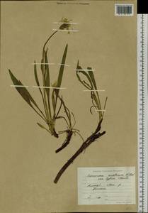 Takhtajaniantha austriaca (Willd.) Zaika, Sukhor. & N. Kilian, Siberia, Altai & Sayany Mountains (S2) (Russia)