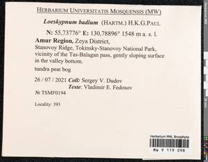 Loeskypnum badium (Hartm.) H.K.G. Paul, Bryophytes, Bryophytes - Russian Far East (excl. Chukotka & Kamchatka) (B20) (Russia)