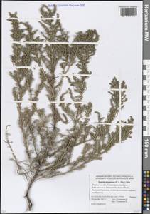 Suaeda acuminata (C.A.Mey.) Moq., Eastern Europe, Rostov Oblast (E12a) (Russia)