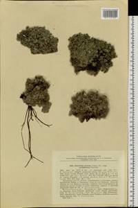Eritrichium arctisibiricum (V. V. Petrovsky) A. P. Khokhr., Siberia, Chukotka & Kamchatka (S7) (Russia)