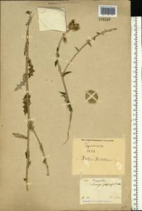 Echinops sphaerocephalus L., Eastern Europe, North Ukrainian region (E11) (Ukraine)