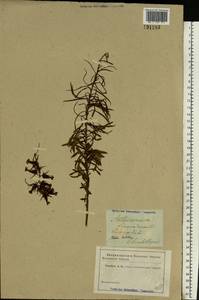 Linaria vulgaris Mill., Eastern Europe, South Ukrainian region (E12) (Ukraine)