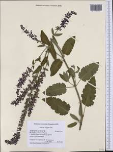Salvia virgata Jacq., Western Europe (EUR) (Bulgaria)