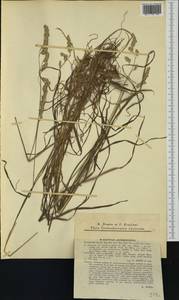 Dactylis glomerata subsp. lobata (Drejer) H.Lindb., Western Europe (EUR) (Slovakia)