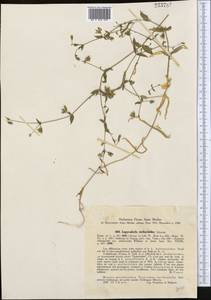 Lepyrodiclis stellarioides Schrenk ex Fisch. & C. A. Mey., Middle Asia, Western Tian Shan & Karatau (M3) (Uzbekistan)