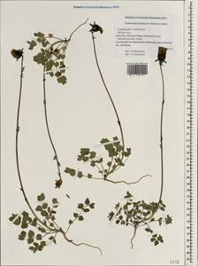 Codonopsis bulleyana Forrest ex Diels, South Asia, South Asia (Asia outside ex-Soviet states and Mongolia) (ASIA) (China)