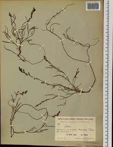 Rumex, Siberia, Baikal & Transbaikal region (S4) (Russia)