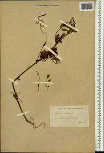 Glycyrrhiza echinata L., South Asia, South Asia (Asia outside ex-Soviet states and Mongolia) (ASIA) (Turkey)