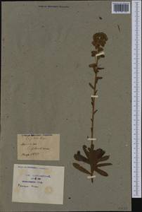 Euphorbia characias L., Western Europe (EUR) (France)
