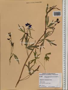 Delphinium cheilanthum Fisch. ex DC., Siberia, Central Siberia (S3) (Russia)