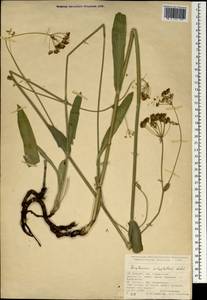 Bupleurum polyphyllum Ledeb., South Asia, South Asia (Asia outside ex-Soviet states and Mongolia) (ASIA) (Turkey)