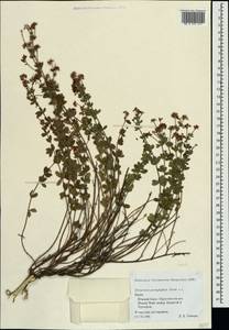 Dorycnium pentaphyllum subsp. herbaceum (Vill.)Rouy, Crimea (KRYM) (Russia)