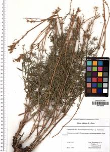 Silene sibirica (L.) Pers., Eastern Europe, Middle Volga region (E8) (Russia)