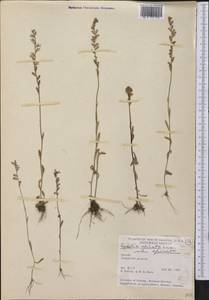Lobelia spicata Lam., America (AMER) (United States)