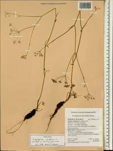 Scaligeria napiformis (Willd. ex Spreng.) Grande, South Asia, South Asia (Asia outside ex-Soviet states and Mongolia) (ASIA) (Cyprus)
