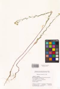 Berteroa incana (L.) DC., Eastern Europe, Lower Volga region (E9) (Russia)