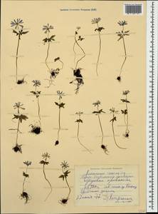 Anemone caucasica Willd. ex Rupr., Caucasus, North Ossetia, Ingushetia & Chechnya (K1c) (Russia)