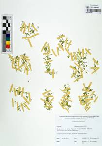 Callitriche palustris L., Siberia, Yakutia (S5) (Russia)