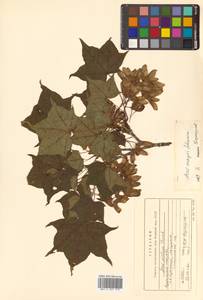 Acer pictum subsp. mayrii (Schwer.) H.Ohashi, Siberia, Russian Far East (S6) (Russia)