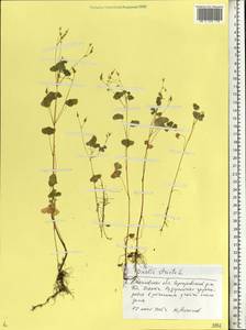 Oxalis stricta L., Eastern Europe, Moscow region (E4a) (Russia)