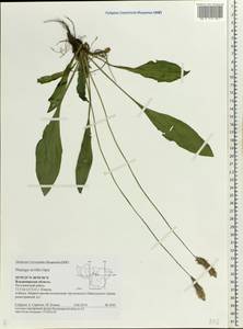 Plantago urvillei Opiz, Eastern Europe, Central region (E4) (Russia)