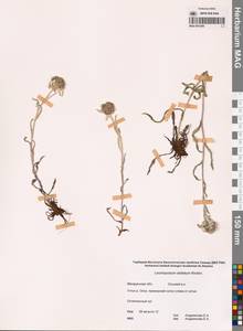 Leontopodium stellatum A. P. Khokhr., Siberia, Chukotka & Kamchatka (S7) (Russia)