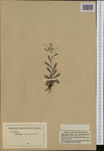 Leontopodium nivale subsp. alpinum (Cass.) Greuter, Western Europe (EUR) (Austria)