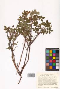 Rosa acicularis Lindl., Siberia, Russian Far East (S6) (Russia)