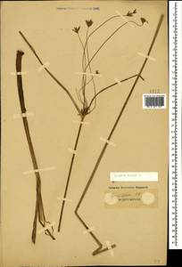 Cyperus longus L., Caucasus (no precise locality) (K0)