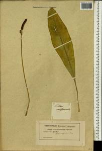 Anthurium crassinervium (Jacq.) Schott, Africa (AFR) (Not classified)