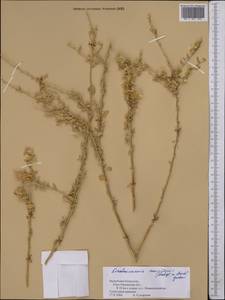 Krascheninnikovia ewersmanniana (Stschegl. ex Losinsk.) Grubov, Middle Asia, Syr-Darian deserts & Kyzylkum (M7) (Kazakhstan)