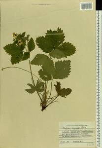 Fragaria ×ananassa (Weston) Rozier, Eastern Europe, Moscow region (E4a) (Russia)