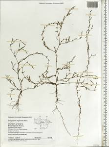 Polygonum aviculare subsp. neglectum (Besser) Arcang., Eastern Europe, Central region (E4) (Russia)