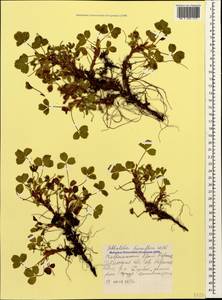Sibbaldia parviflora Willd., Caucasus, Stavropol Krai, Karachay-Cherkessia & Kabardino-Balkaria (K1b) (Russia)