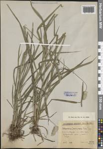 Alopecurus, Caucasus, South Ossetia (K4b) (South Ossetia)