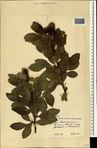 Pyrus communis × elaeagrifolia, Crimea (KRYM) (Russia)