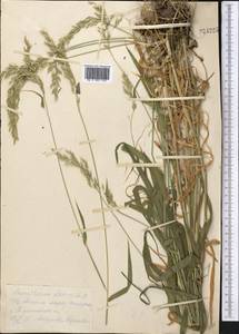 Arrhenatherum elatius (L.) P.Beauv. ex J.Presl & C.Presl, Middle Asia, Kopet Dag, Badkhyz, Small & Great Balkhan (M1) (Turkmenistan)