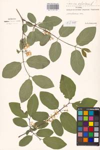 Lonicera xylosteum L., Eastern Europe, Moscow region (E4a) (Russia)