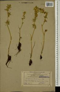 Delphinium szowitsianum Boiss., Caucasus, Armenia (K5) (Armenia)