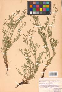 Sibbaldianthe bifurca (L.) Kurtto & T. Erikss., Eastern Europe, Lower Volga region (E9) (Russia)
