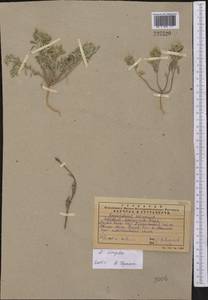 Alyssum simplex Rudolphi, Middle Asia, Western Tian Shan & Karatau (M3) (Kazakhstan)