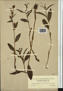 Cephalanthera damasonium (Mill.) Druce, Western Europe (EUR) (Czech Republic)