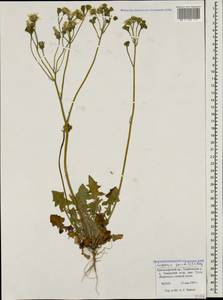 Crepis sancta subsp. sancta, Caucasus, Krasnodar Krai & Adygea (K1a) (Russia)