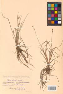 Carex livida (Wahlenb.) Willd., Siberia, Chukotka & Kamchatka (S7) (Russia)