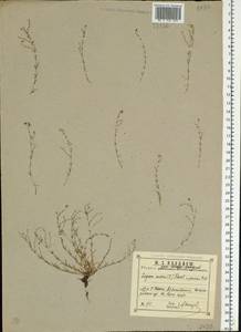 Sagina nodosa (L.) Fenzl, Eastern Europe, Volga-Kama region (E7) (Russia)