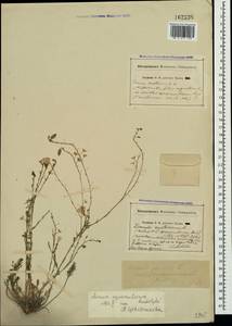 Linum austriacum subsp. squamulosum (Juz.), Crimea (KRYM) (Russia)