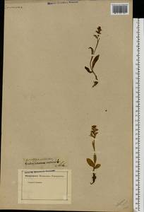 Dactylorhiza viridis (L.) R.M.Bateman, Pridgeon & M.W.Chase, Eastern Europe, North-Western region (E2) (Russia)