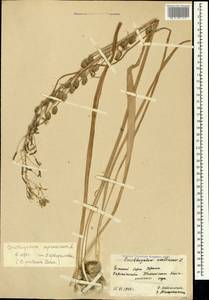Ornithogalum pyrenaicum L., Crimea (KRYM) (Russia)