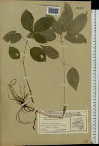 Mercurialis perennis L., Eastern Europe, Volga-Kama region (E7) (Russia)